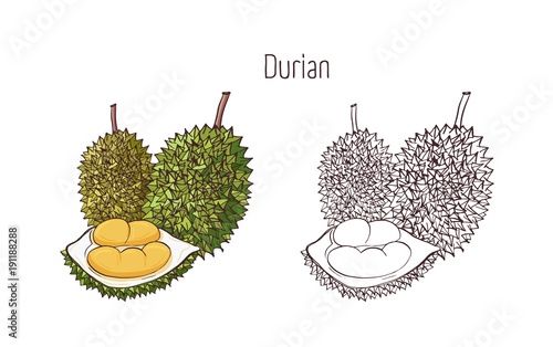 Colorful and outline drawings in monochrome colors of durian isolated on white background