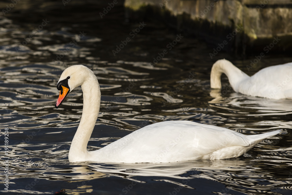 Fototapeta premium Schwimmende Schwäne, Schwäne, Wasser