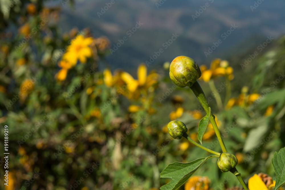 Closeup Mexican tournesol flower, Mexican sunflower,Tree marigold