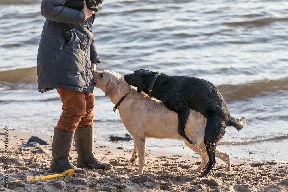 Hundesex Stock Photo Adobe Stock