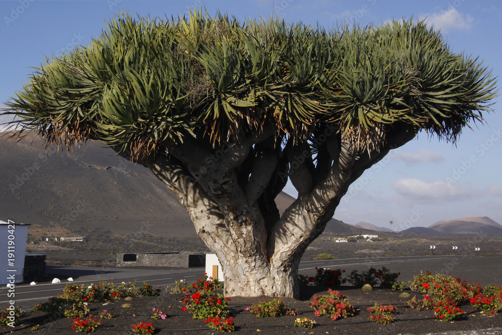 Kanarische Drachenbaum (Dracaena draco), Insel Lanzarote, Kanaren ...