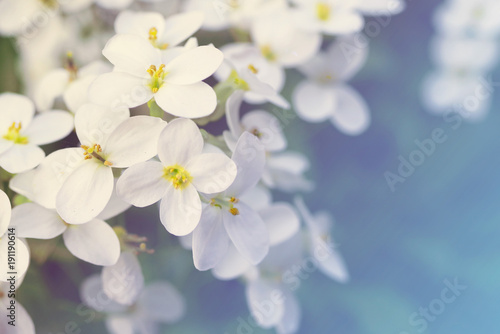 Flower spring background. Spring blossoming garden  soft focus  toned