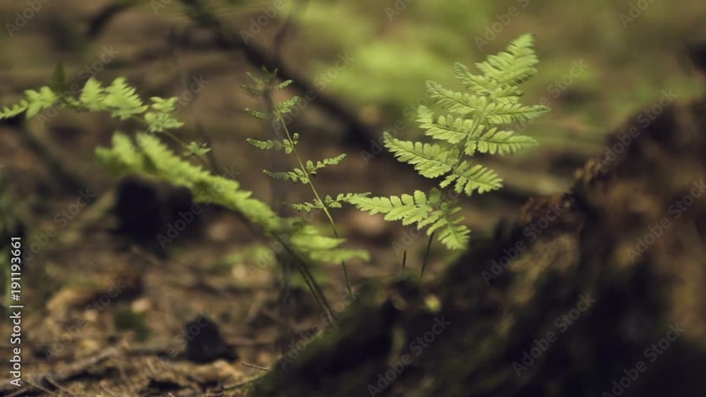 Fern in woods Fern in woods