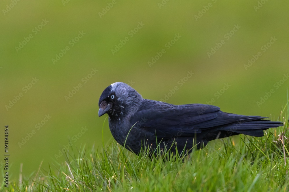 Obraz premium Jackdaw (Corvus monedula)