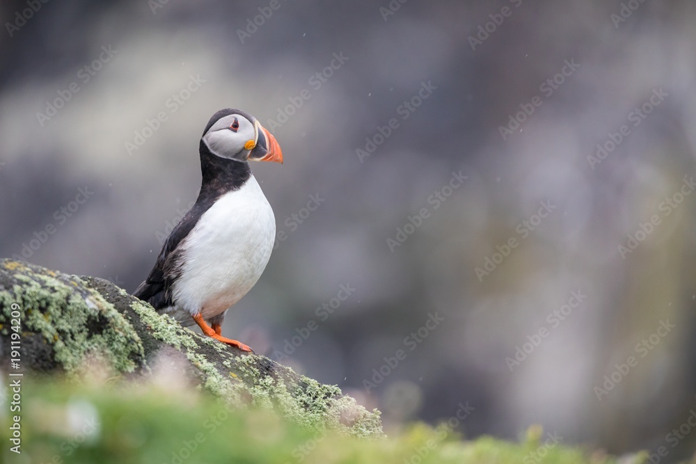 Obraz premium Atlantic puffin (Fratercula arctica) in the rain