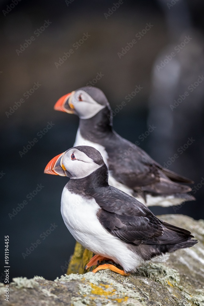 Two Atlantic puffins (Fratercula arctica) sitting on a ledge Two Atlantic puffins (Fratercula arctica) sitting on a ledge