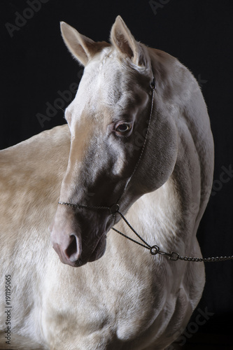 Isabel Akhal-Tekean stallion © Anastasia