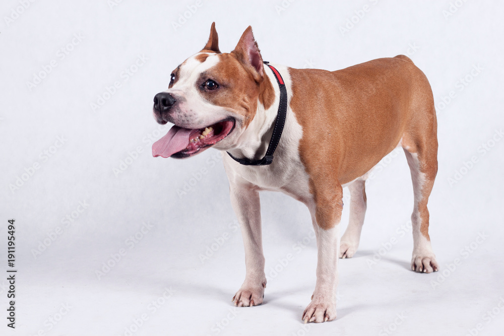 Cute american staffordshire terrier is standing on a white background. Pet animals.