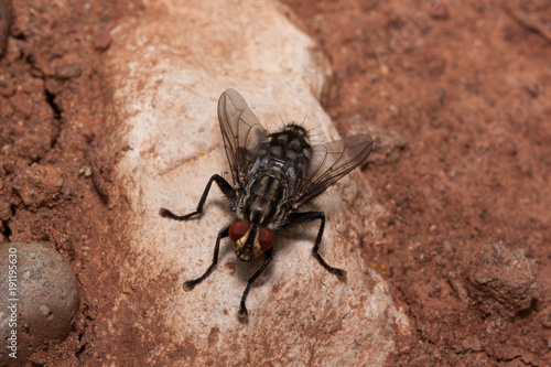 Housefly is sitting on a big gray stone. Animals in wildlife. © tikhomirovsergey