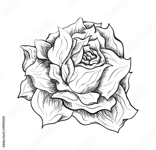 Hand drawn vector rose illustration, traditional pen and ink stye