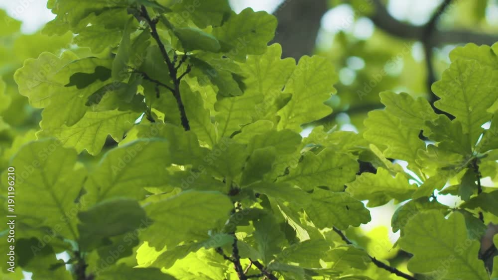 large oak tree from below with green leaves in sunny day large oak tree from below with green leaves in sunny day