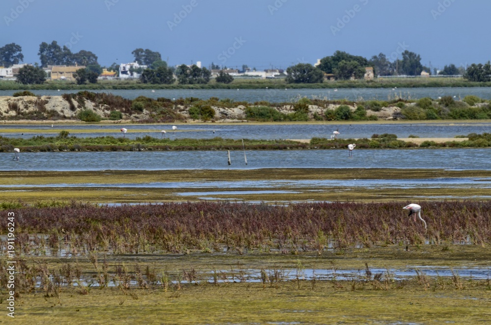 Fototapeta premium Natural park of the Ebro river delta, in Spain. Flamingos, herons and water birds of various species. Brackish and marshy waters, salt pans for the natural production of salt.