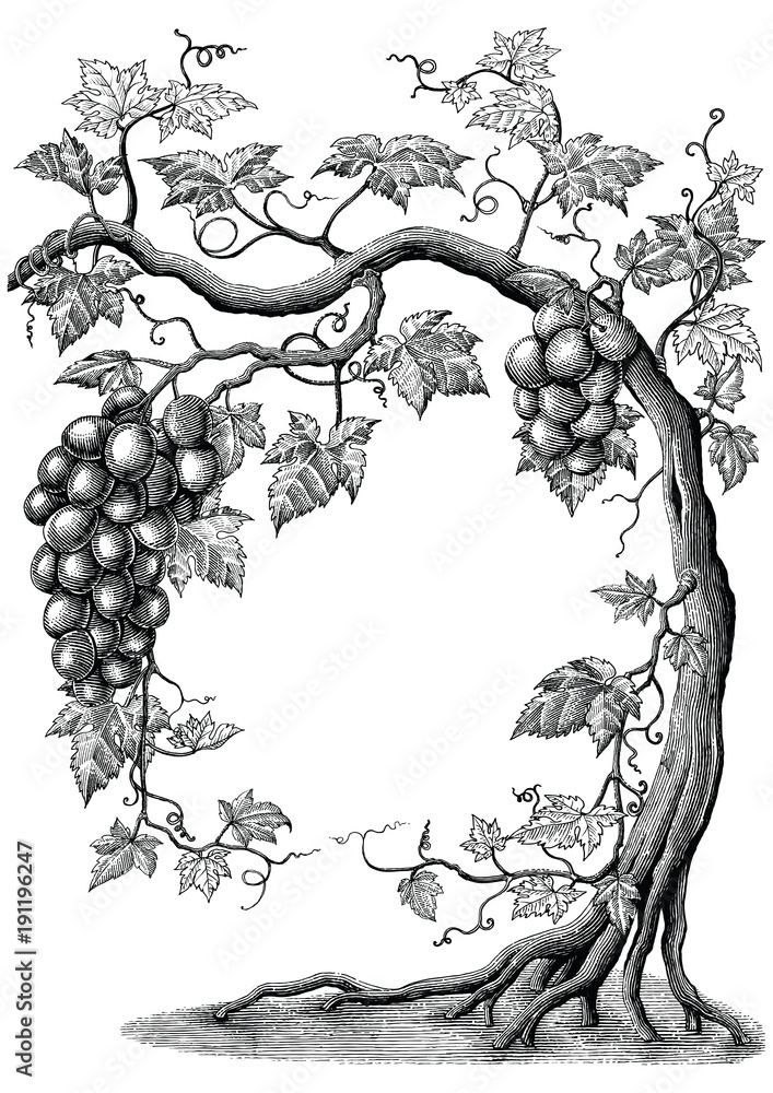 Naklejka premium Drzewo winogrono rysunek ręka vintage grawerowanie ilustracja na białym tle