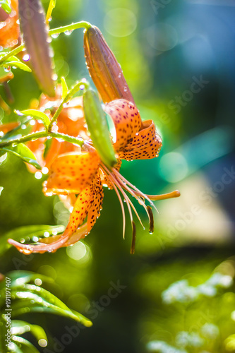 Fototapeta Naklejka Na Ścianę i Meble -  tiger lily