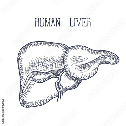 Sketch Ink Human liver, hand drawn, doodle style