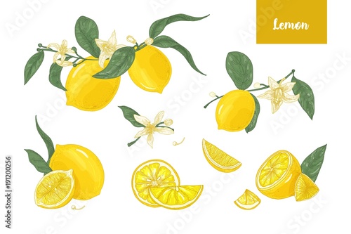 Collection of detailed drawings of whole and cut lemons, branches, flowers and leaves isolated on white background. Bright yellow citrus fruit. Vector illustration hand drawn in elegant vintage style.