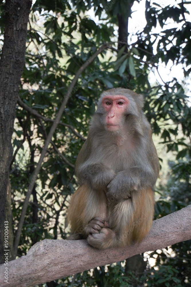 Fototapeta premium Portrait of a monkey in front of jungle