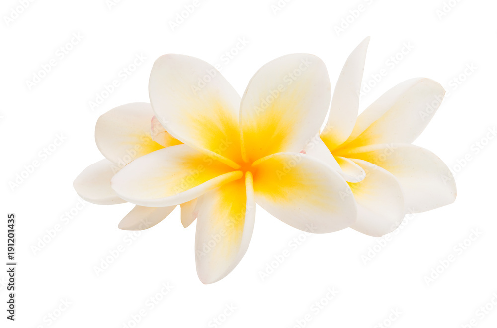 Naklejka premium plumeria flower isolated