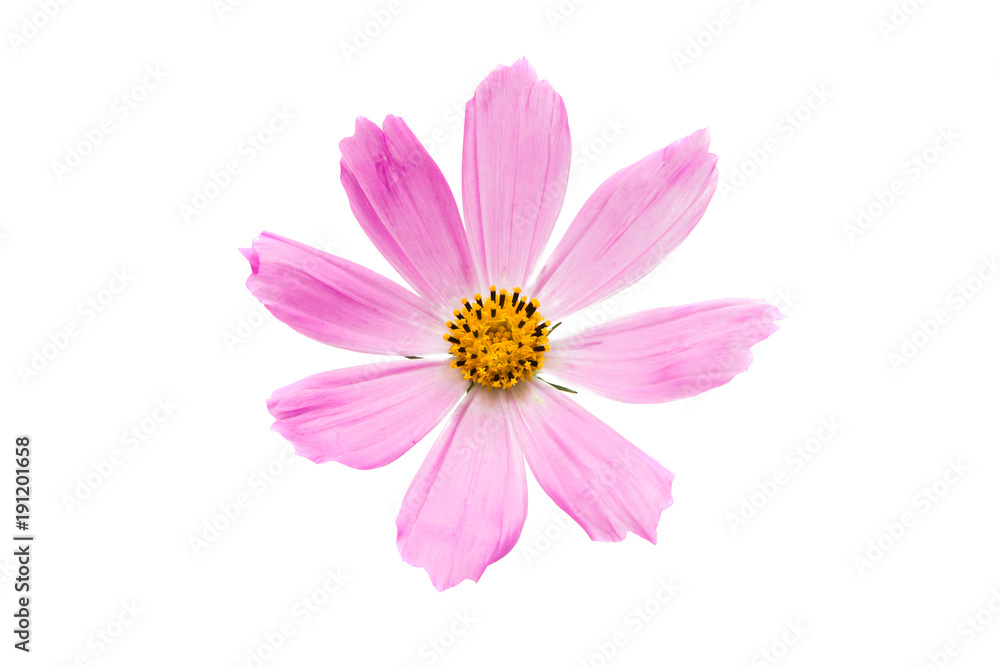 pink cosmea isolated