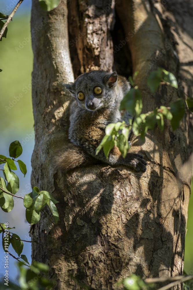 Fototapeta premium Randrianasolo's sportive lemur - Lepilemur randrianasoloi, dry forest, Tsingy in Madagascar west coast. Nocturnal cute lemur hidden in the tree.