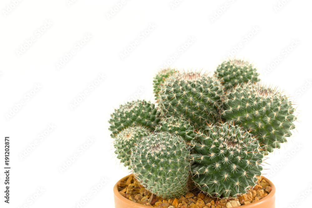 Cactus is the succulent plant with many different shapes, colors, variegated and beautiful flowers. It changes its leaves to be spine or feather to protect it from heat of sun in its desert habitat. Cactus is the succulent plant with many different shapes, colors, variegated and beautiful flowers. It changes its leaves to be spine or feather to protect it from heat of sun in its desert habitat.