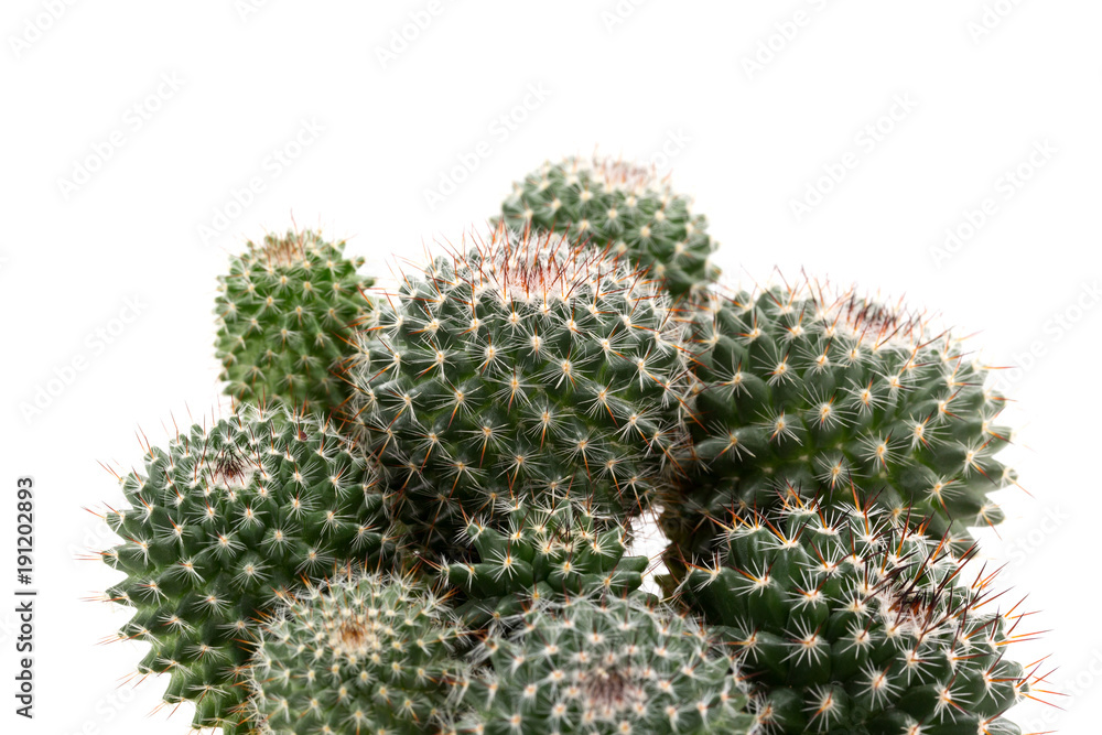 Cactus is the succulent plant with many different shapes, colors, variegated and beautiful flowers. It changes its leaves to be spine or feather to protect it from heat of sun in its desert habitat. Cactus is the succulent plant with many different shapes, colors, variegated and beautiful flowers. It changes its leaves to be spine or feather to protect it from heat of sun in its desert habitat.