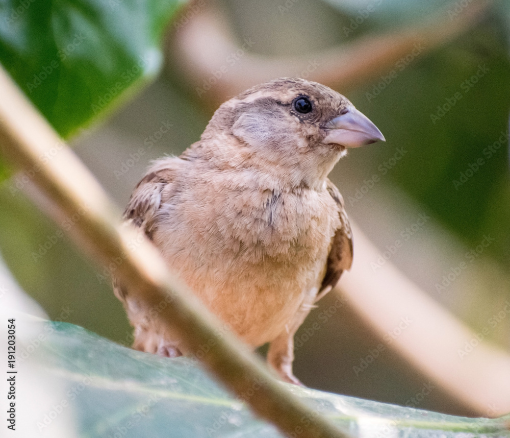 Fototapeta premium Sparrow between the leaves.