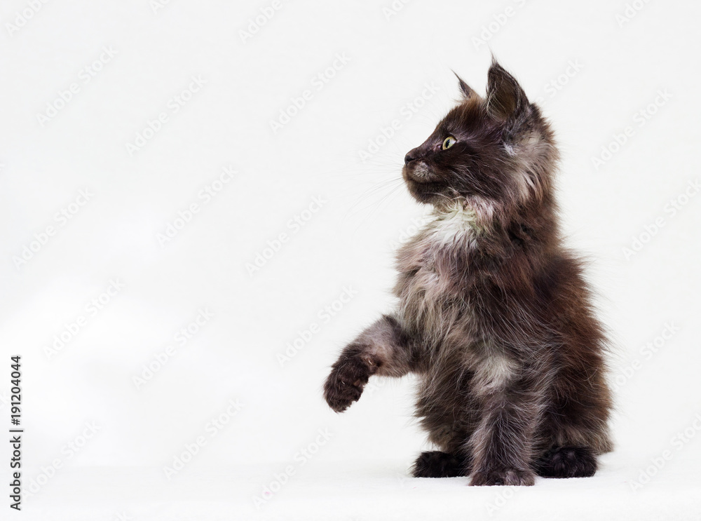 Maine Coon kitten sits with its paw raised Maine Coon kitten sits with its paw raised