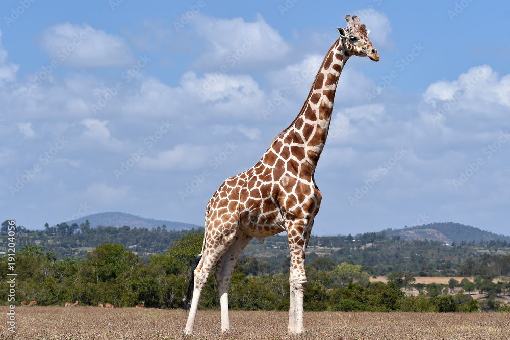 Obraz premium Giraffen Bulle