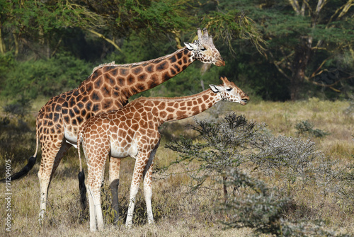 Giraffen in Kenia