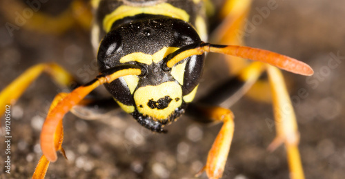 Portrait of a yellow wasp in nature