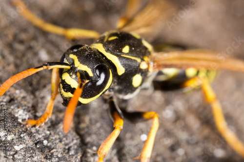 Portrait of a yellow wasp in nature © schankz