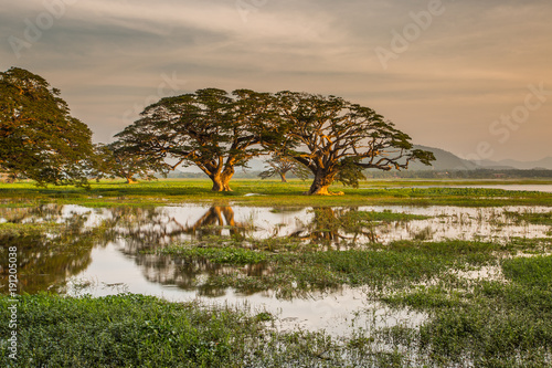 Trees in lake Tissa Wewa, Sri Lanka photo