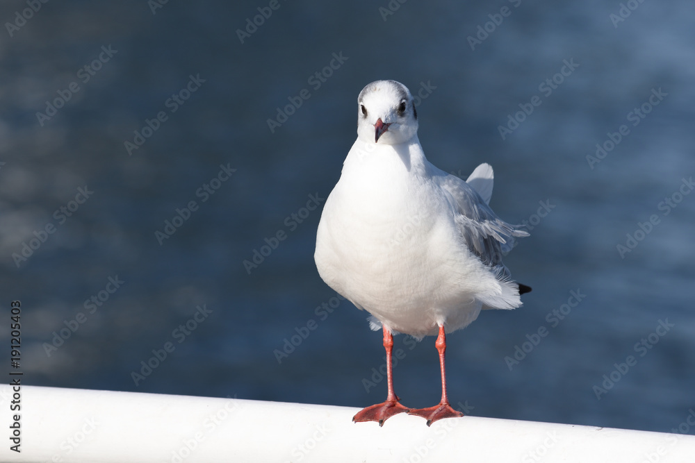 Obraz premium うみねこ (Black-tailed gull)