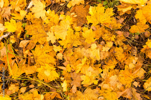 Yellow leaves on the ground in autumn