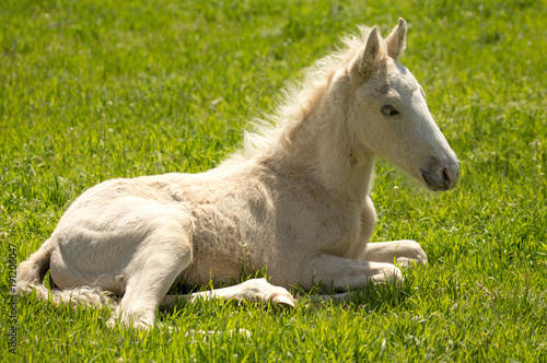 little horse lies on the green grass
