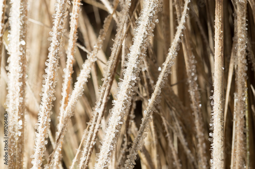 Small snowflakes on dry grass as background