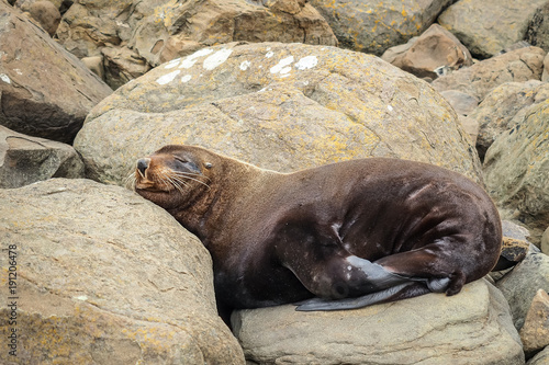 A wild New Zealand fur seal is sleeping on the rocks.