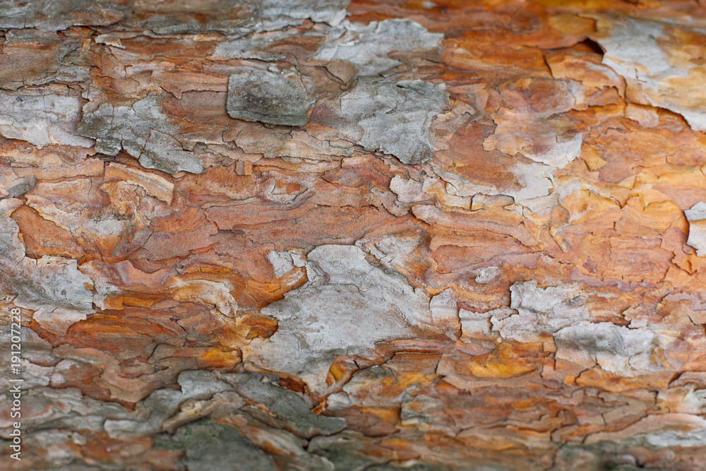 Closeuo of pine tree bark, abstract textured background