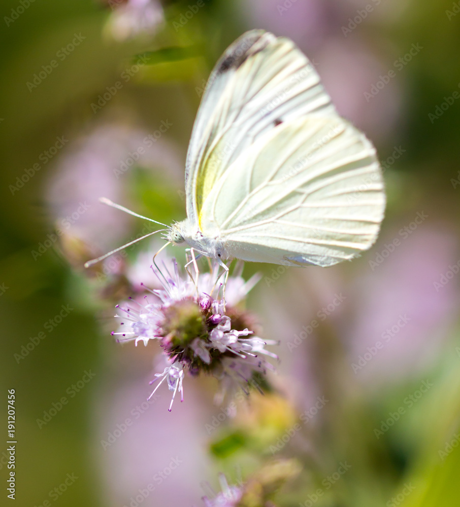 Beautiful butterfly in the wild on a plant Beautiful butterfly in the wild on a plant