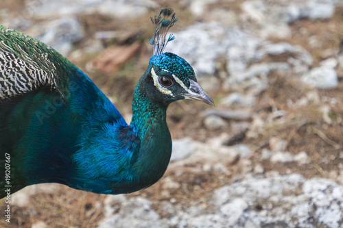 Portrait of a peacock at close range on an uninhabited island