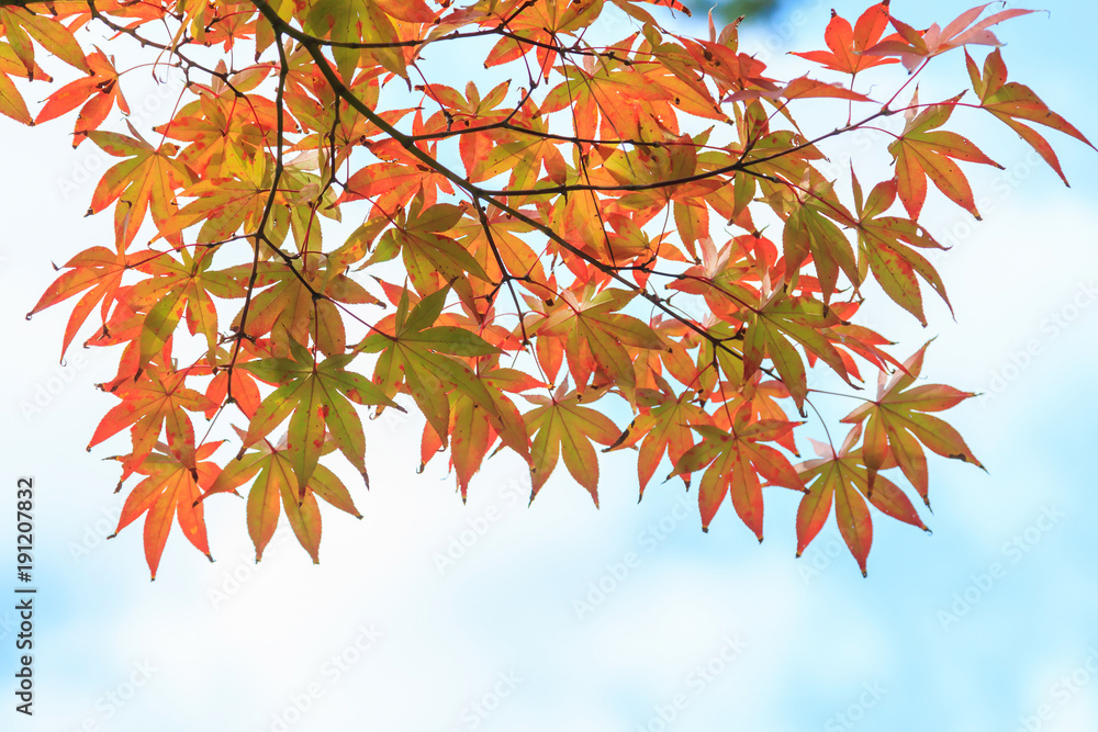 Natural background of Japanese maple leave close up in autumn season at Kyoto, Japan Natural background of Japanese maple leave close up in autumn season at Kyoto, Japan