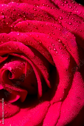 Water drops on a red rose as a background