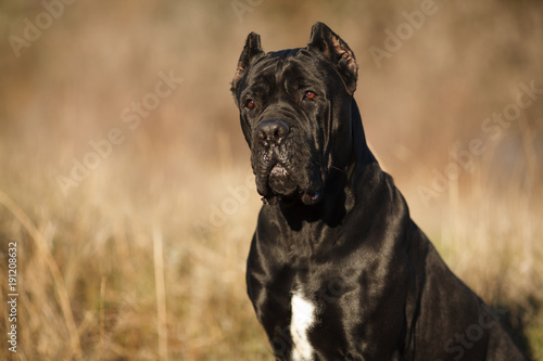 Photos large dog breed cane Corso black beautiful large portrait