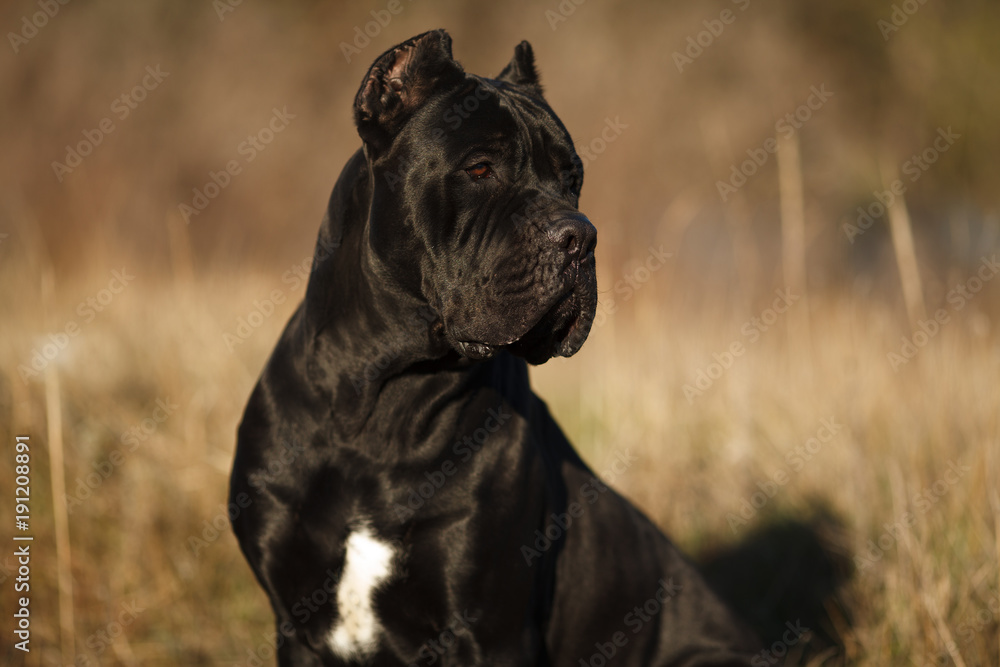 large dog breed cane Corso black beautiful large portrait