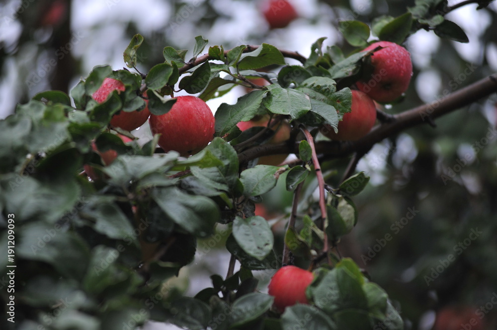 Свежие яблоки осенью в  саду