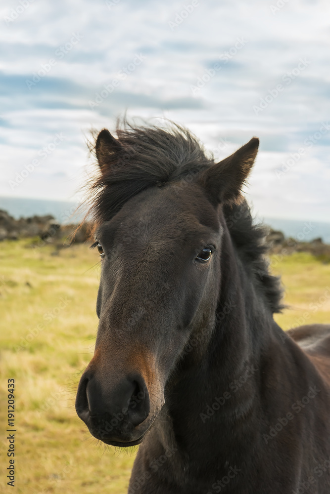 Horses on the shore of the ocean. Horses of Iceland. Icelandic landscapes.
Horses on the shore of the ocean. Horses of Iceland. Icelandic landscapes.
