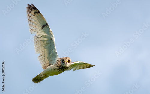 Short-eared owl in flight with wide spreaded wings 