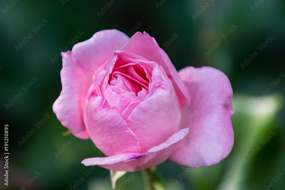 Closeup of a beautiful pink rose with green background