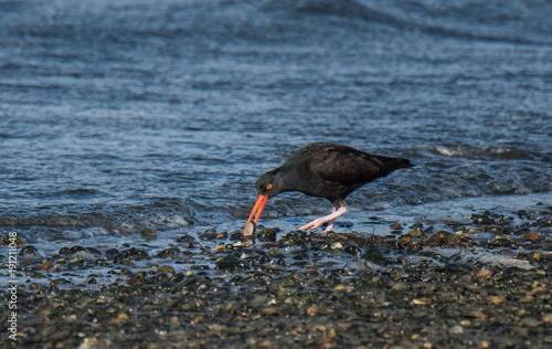 Oystercatcher on Shoreline © John